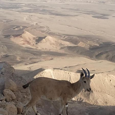 Desert Peace มิตซ์เปรามอน ภายนอก รูปภาพ