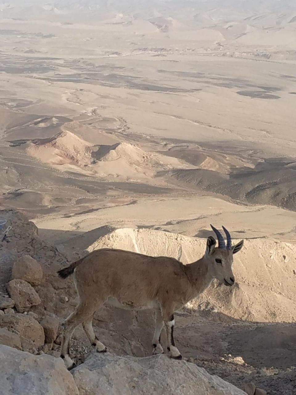 Desert Peace มิตซ์เปรามอน ภายนอก รูปภาพ